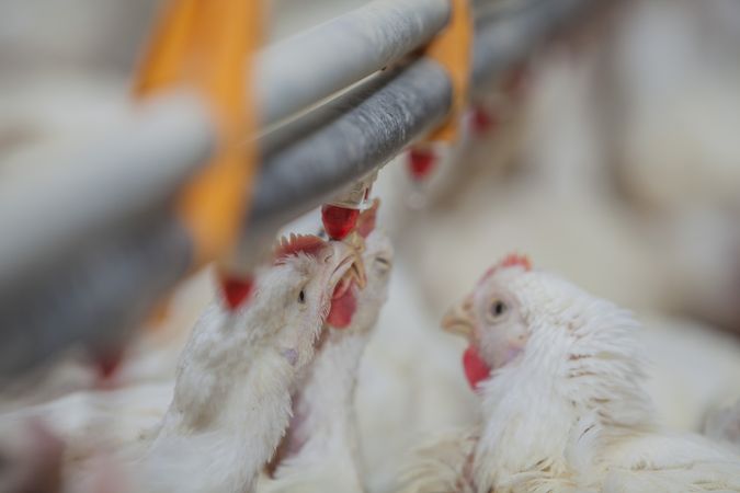 Poultry at chicken farm