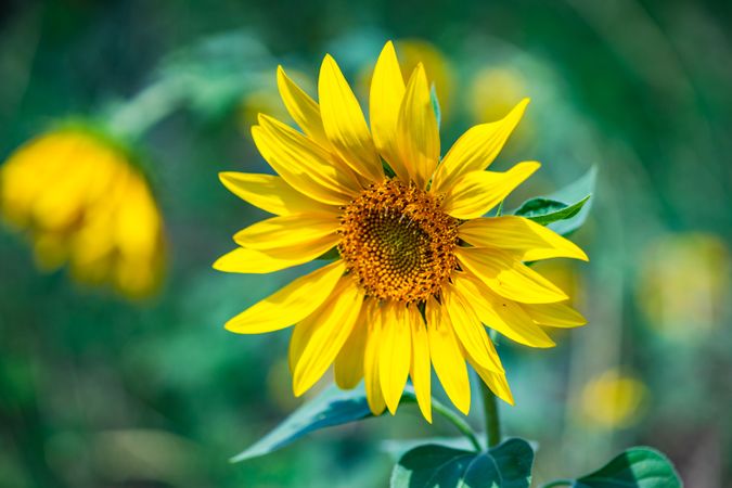 Blooming sunflowers in a sunny field