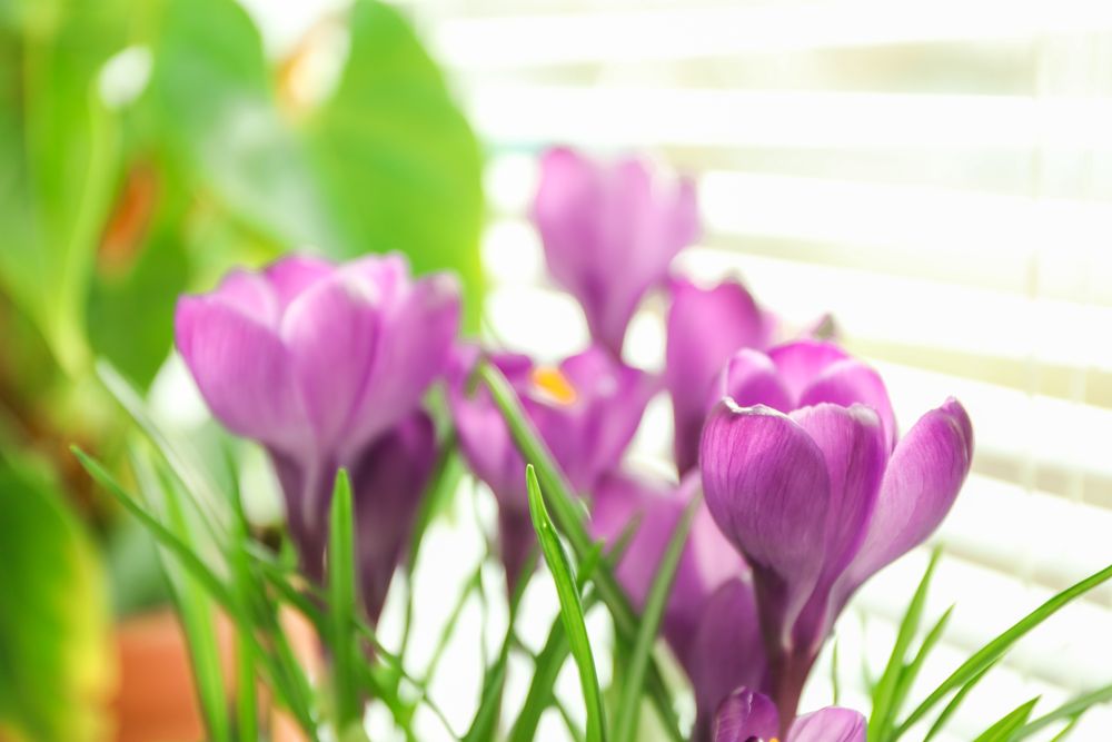 Beautiful spring crocus against light background, space for text
