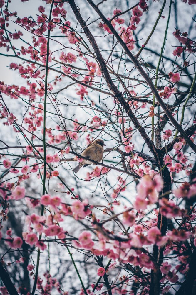 Sparrow on cherry blossom tree