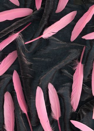 Soft feathers with shadow pastel pink on a dark fabric with copy space