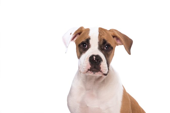 Isolated portait of a American Bull dog puppy