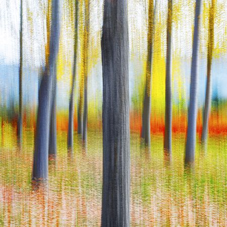 Blurred trees in green forest