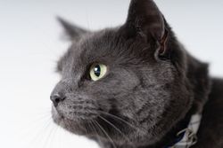 Portrait of cute cat in studio