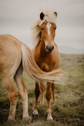 Two beautiful horses trotting in nature