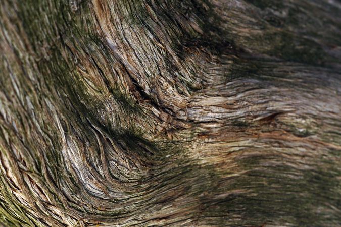Texture of brown tree bark in nature