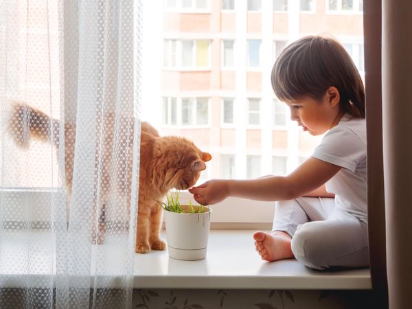 Child with fluffy domestic cat