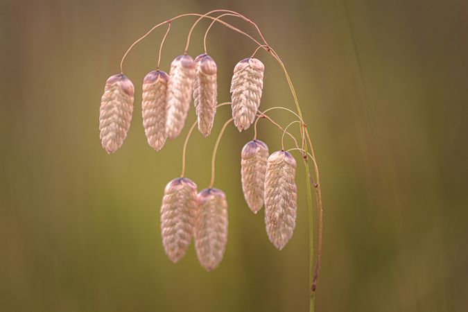 Translucent leaves growing in the wild