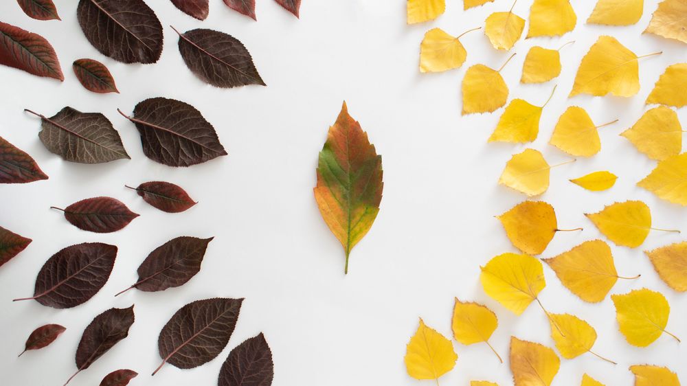 Seasonal flat lay of half yellow leaves half dark leaves in a semi-circle on plain background