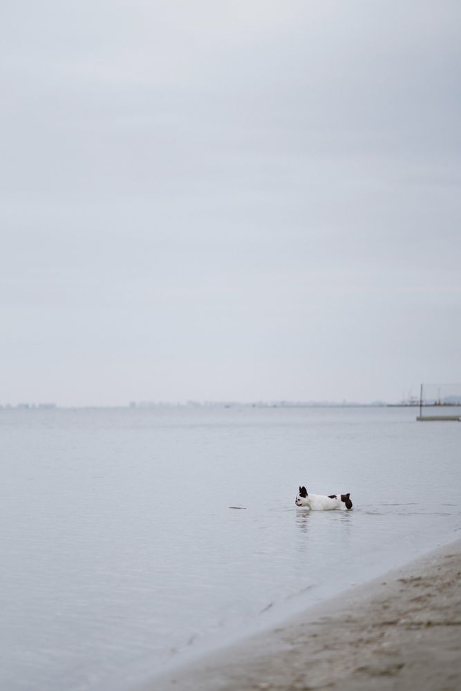 Dog running on beach inside sea