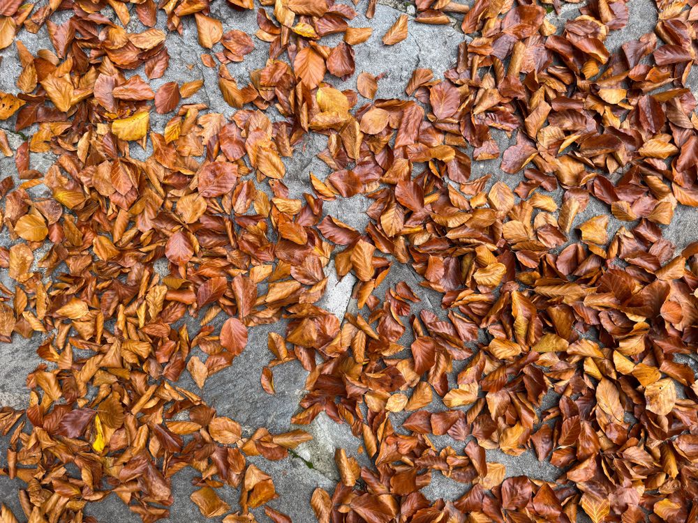 A carpet of fallen leaves over stone