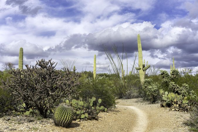 Cactus Forest Trail at Saguaro National Park in Tucson, Arizona