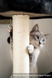 Cat with blue painted nails holding cat scratch pole 4Moez0