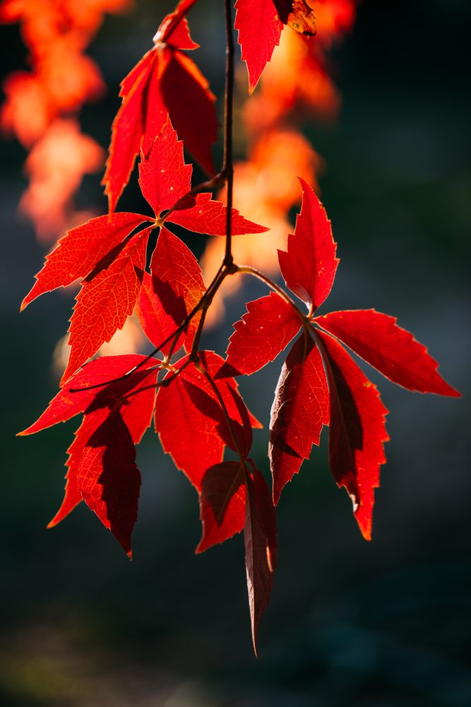 Bright red leaves on tree in sunlight