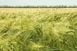 Green barley field against sky, space for text. Agriculture