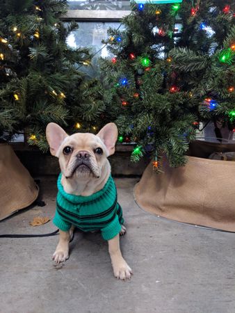 Beige puppy in green sweater near Christmas tree