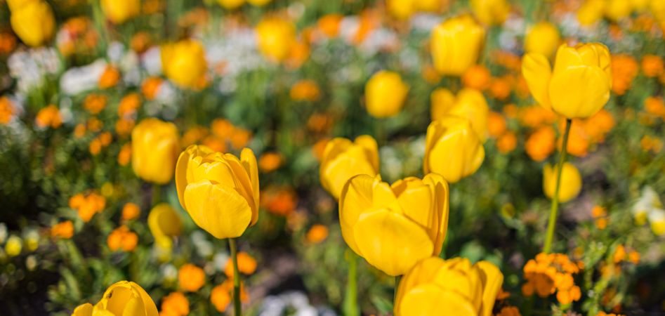 Banner of yellow and orange flowers in a field