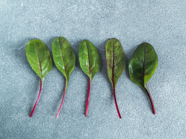 Set of green chard leaves or mangold isolated