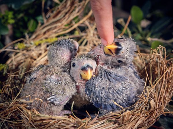 Crop person caressing beak of adorable lovebird chick