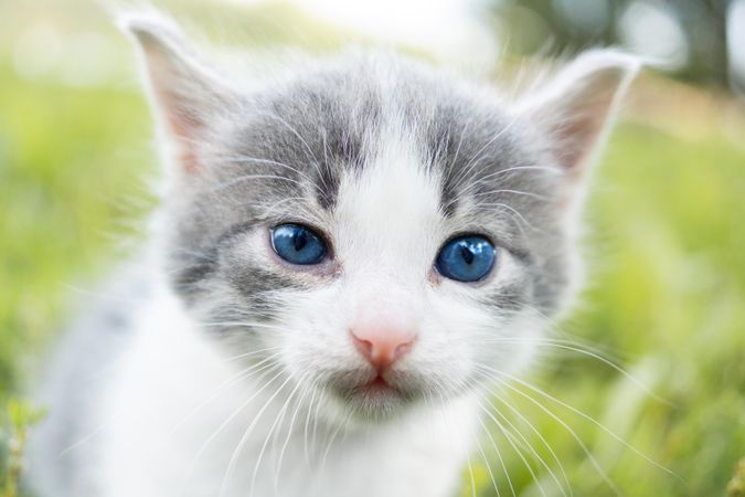 Light and grey kitten in close-up