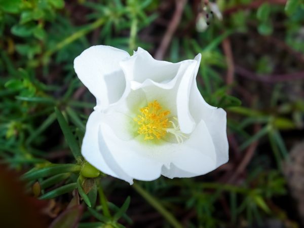 Portucala grandiflora flower blossoms