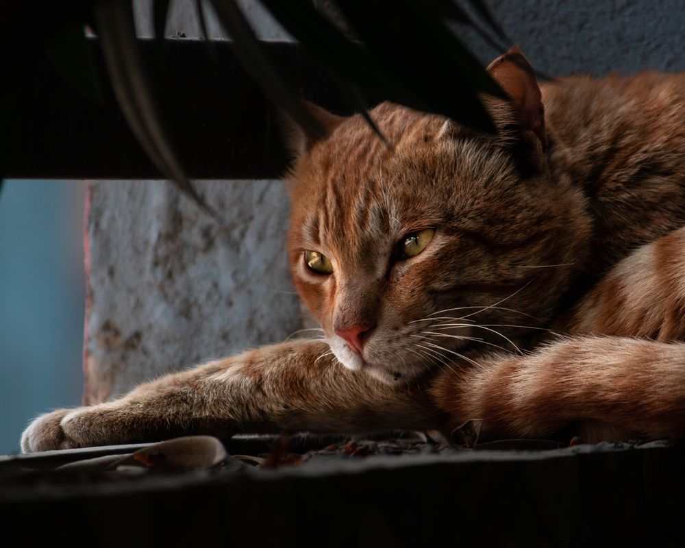 Sleepy orange tabby cat