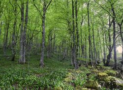 Spring forest with flowers