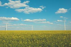 Beautiful rapeseed field with windmills against blue sky