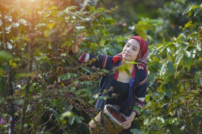 Woman wearing red scarf on her head harvesting plants
