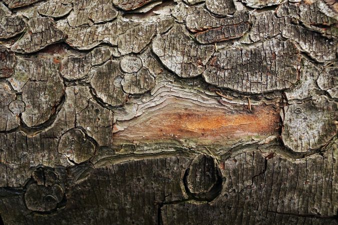 Old tree trunk with ragged bark