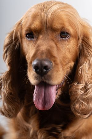 Cute brown cocker spaniel with tongue out