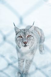 Lynx on snow field behind a grid