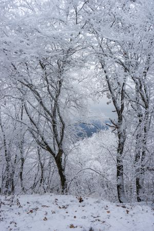 Winter snowy landscape