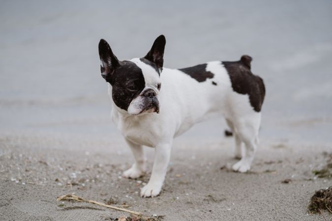Cute dog near sea