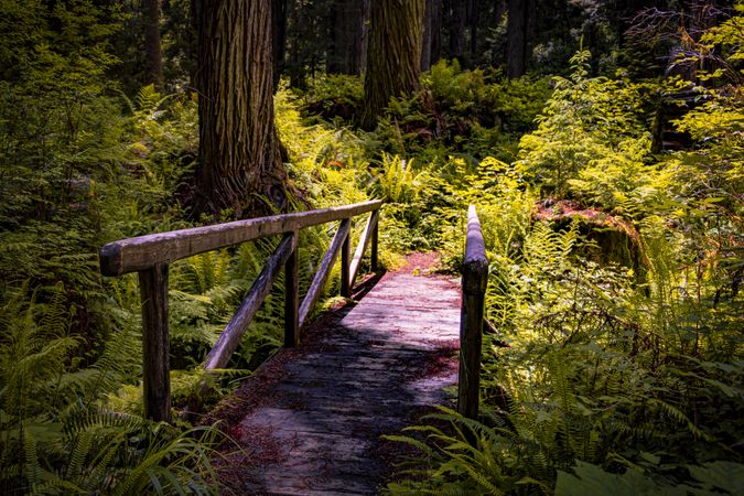 Small wooden bridge surrounded by treen foliage