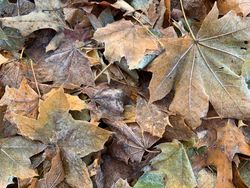 First frost