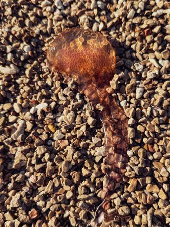 Beached Jellyfish with tentacle