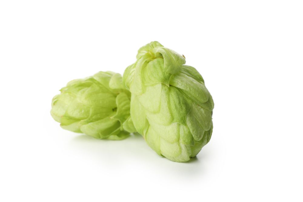 Fresh green hop isolated on light background