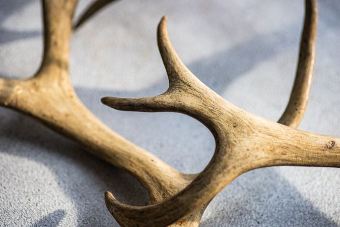 Deer antlers on concrete background