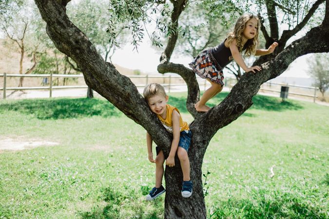 Playful children climbing tree on sunny green meadow