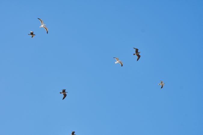 Sea gulls flying in blue sky