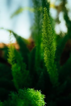 Dreamy fox fern plant