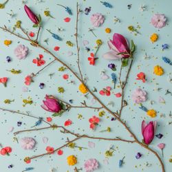 Pattern made of colorful spring flowers on blue background