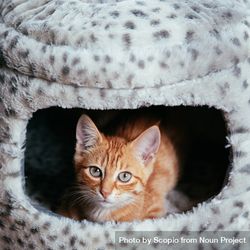Orange tabby cat in light and dark polka dot home 0PWLrb
