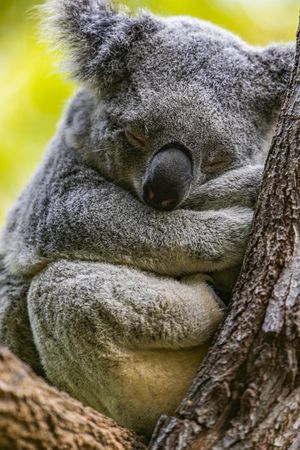 Koala Sleeping in Eucalyptus Tree