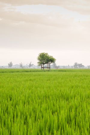 Tree in a field of long green grass