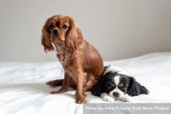 Two cavalier spaniels lying on the bed 5a9VK5