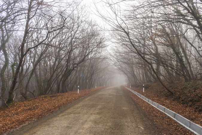Fog along forest road