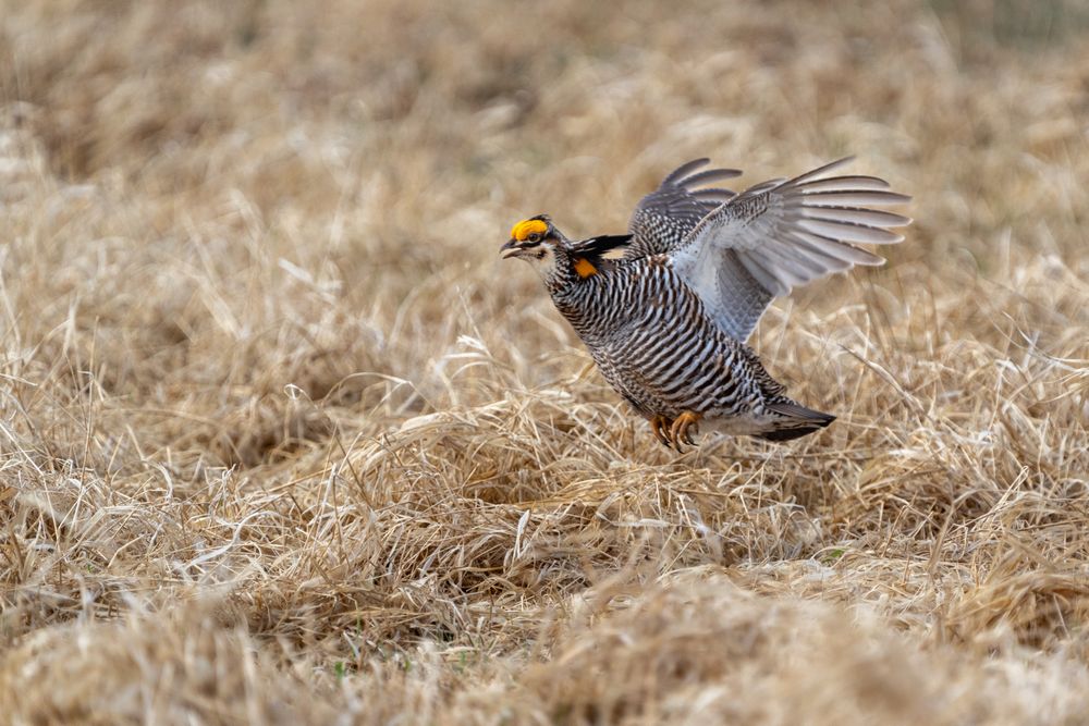 A male Prairie Chicken on the booming grounds at Hamden Slough National Wildlife Refuge in Hamden Township, Minnesota