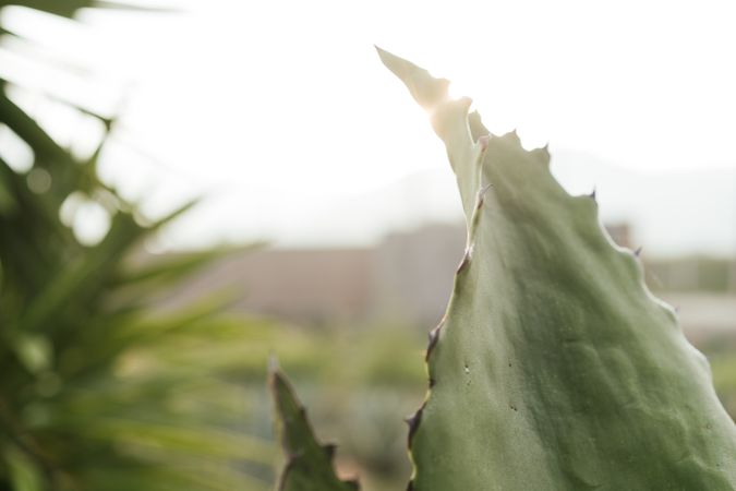 Field of blooming agave
